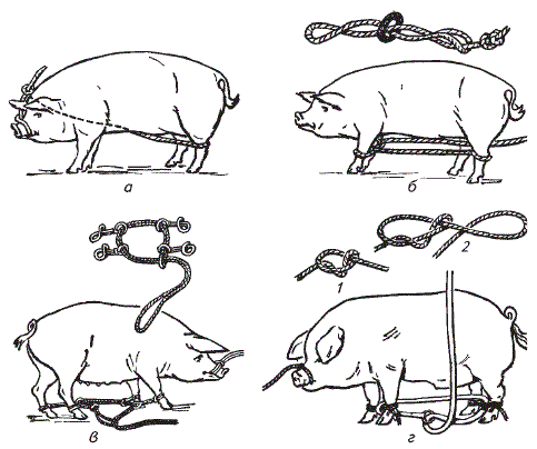Кастрация поросят своими руками схема Фиксация свиней