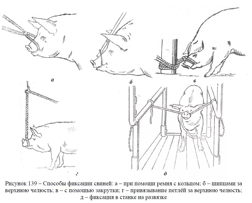 Кастрация поросят своими руками схема Правила безопасной работы с животными в свиноводстве - СтройСад