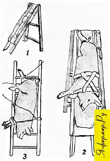 Кастрация поросят своими руками схема пошаговая инструкция Обращение с сельскохозяйственными животными и способы их фиксации