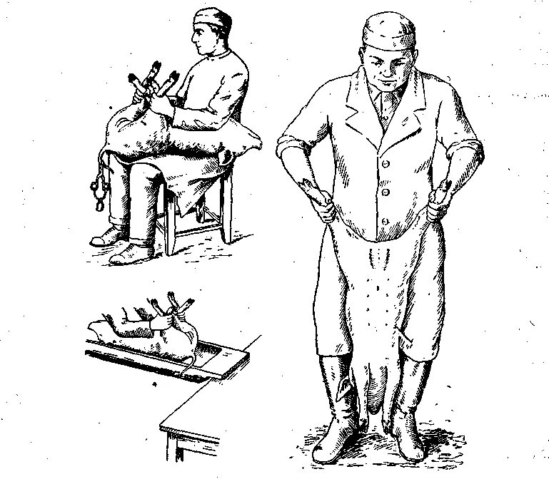 Кастрация поросят своими руками схема пошаговая инструкция Фиксация животных - Прочее