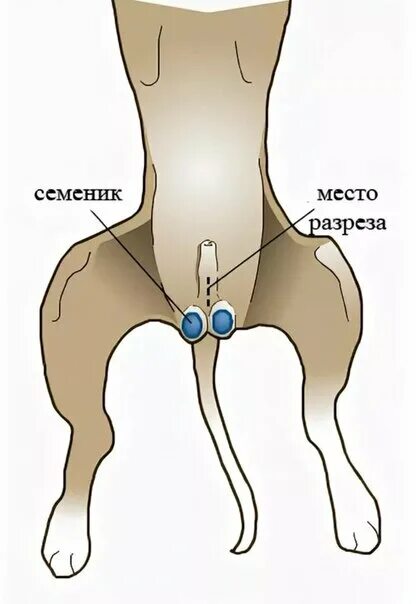 Кастрация собаки фото Ветеринарная неотложка - Услуги для животных, Стрижка когтей животным, Другое, М