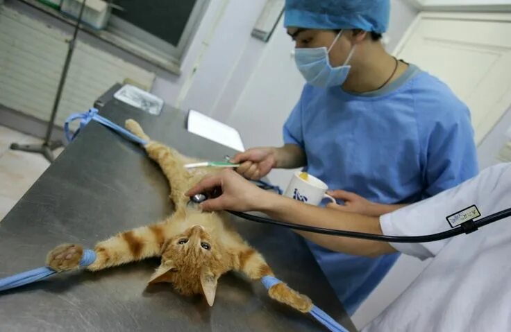 Кастрация собаки фото Priceless Photos Of Pets Realizing That They’re Going To The Vet - Page 49 Cats,