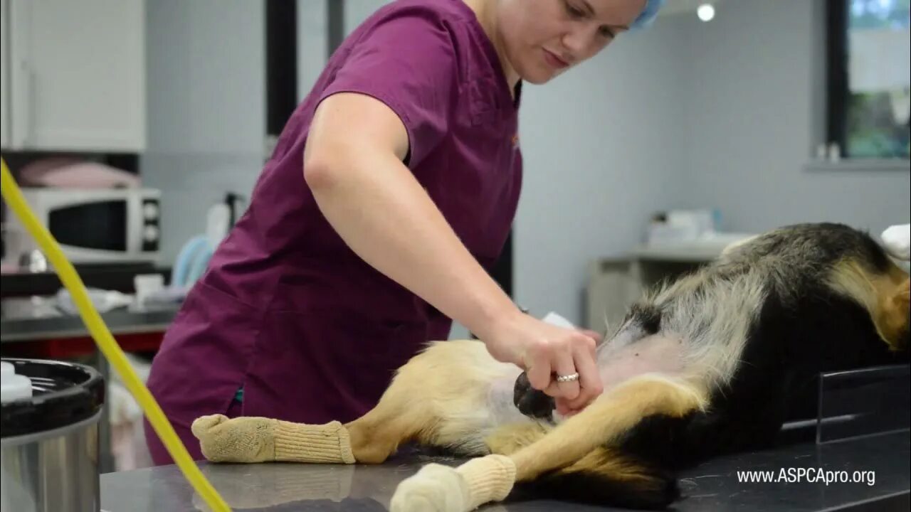 Кастрация собаки фото Spay/Neuter Patient Care: Patient Prep - Canine - YouTube