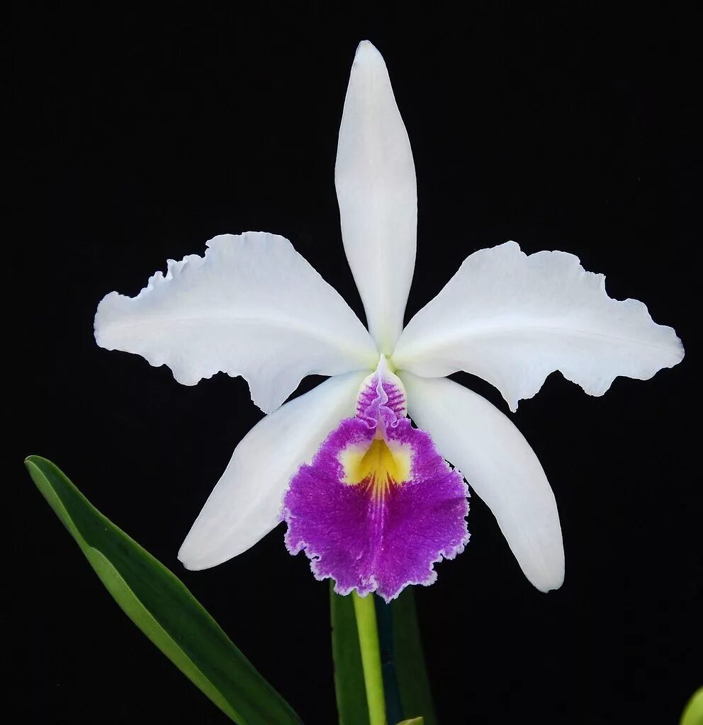 Каталея ул спорта 25 фото Cattleya warscewiczii coerulea First-bloom seedling from T. Flickr