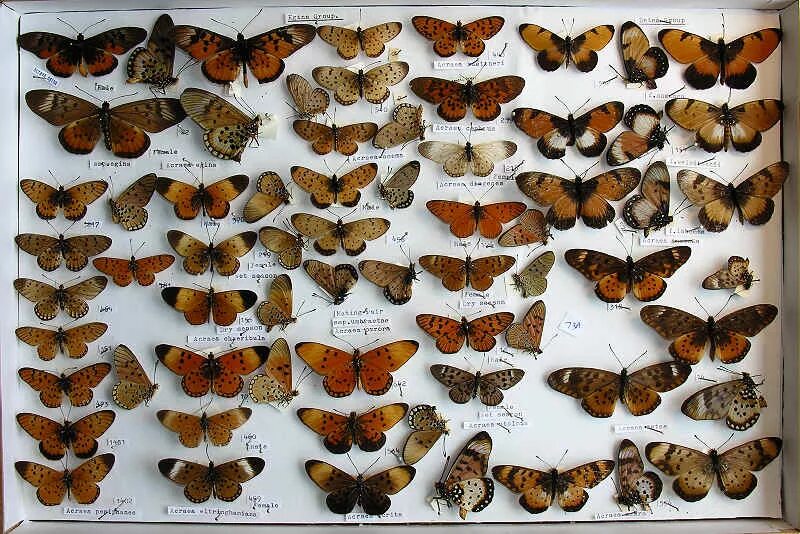 Каталог бабочек с фото The RC Dening Collection - Bematistes and Acraea spp.