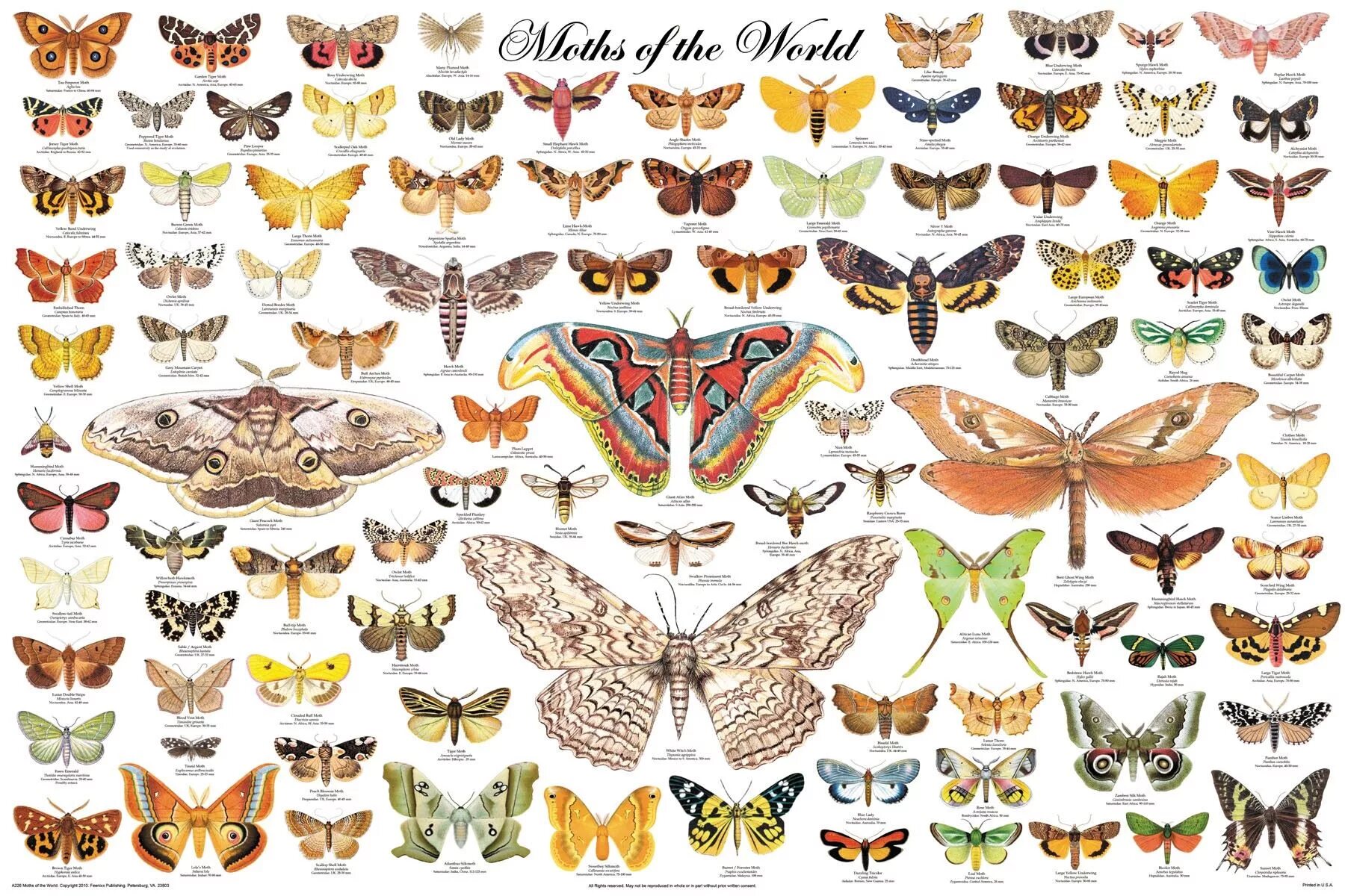 Каталог бабочек с фото Moths of the World Colorful moths, Butterfly poster, Types of moths