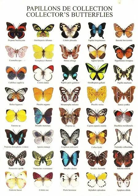 Каталог бабочек с фото Atelier Nouvelles Images (Collector's Butterflies) Butterfly art, Butterfly, But