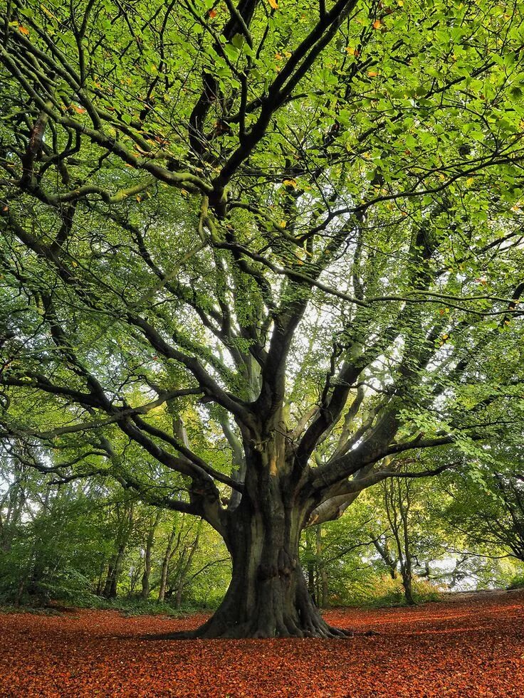 Каталог деревьев фото Big old beech Flickr - Photo Sharing! Tree photography, Old trees, Magical tree