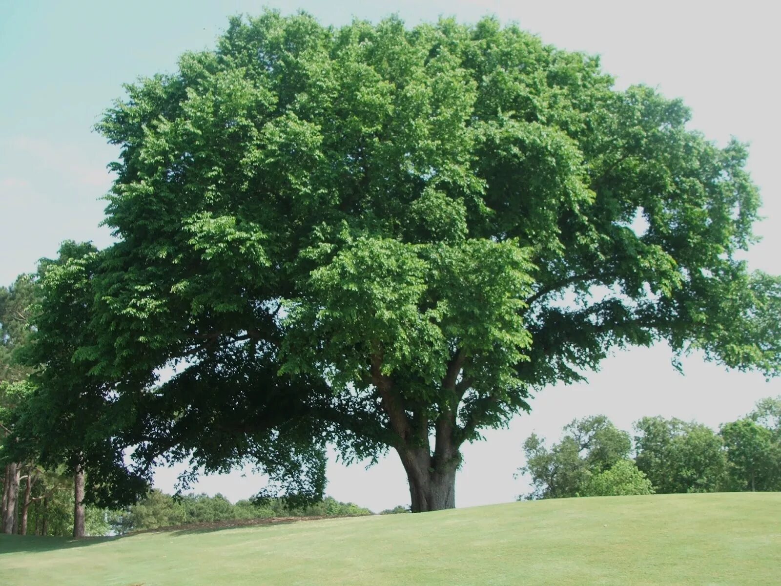 Каталог деревьев фото Вяз шершавый (Ulmus glabra) в СПб: цена от 2900 руб., фото, описание В наличии