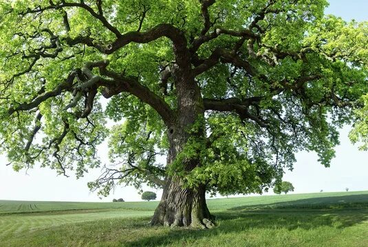 Каталог деревьев фото RalfenByte: фотографії, зображення, ресурси Adobe Stock