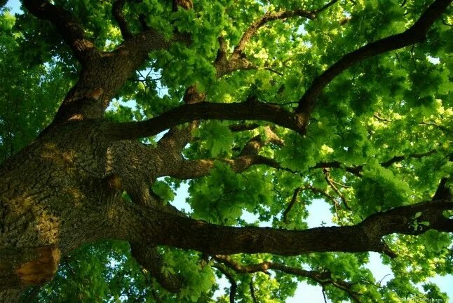 Каталог деревьев фото Branched Oak Nature tree, Green landscape, Tree