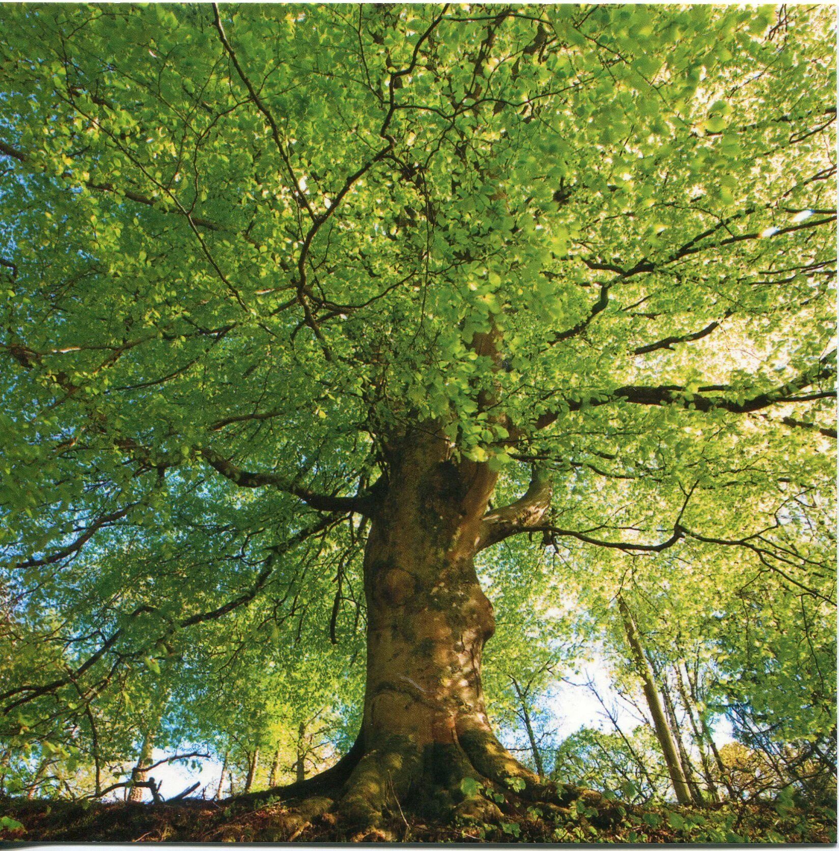 Каталог деревьев фото northern ontario Beech tree, Weird trees, Deciduous trees