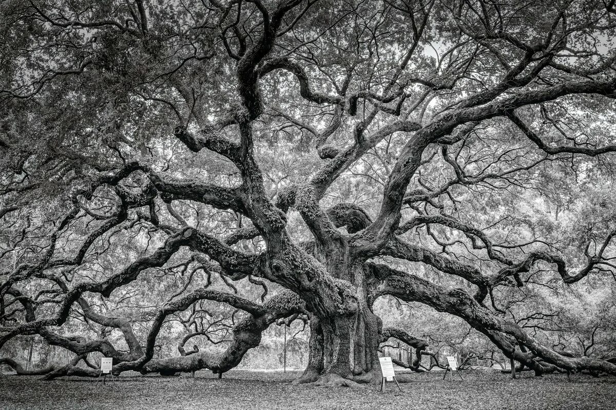 Каталог деревьев фото How Oak Trees Evolved to Rule the Forests of the Northern Hemisphere Scientific 