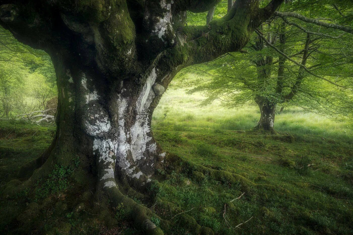 Каталог деревьев фото Tree / фото