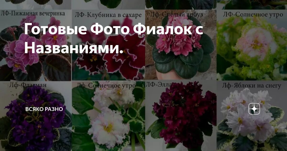 Каталог фиалок фото с описанием сорта Определитель сортов сенполии: Фотографии и описания Планета земля Фотогалерея пр