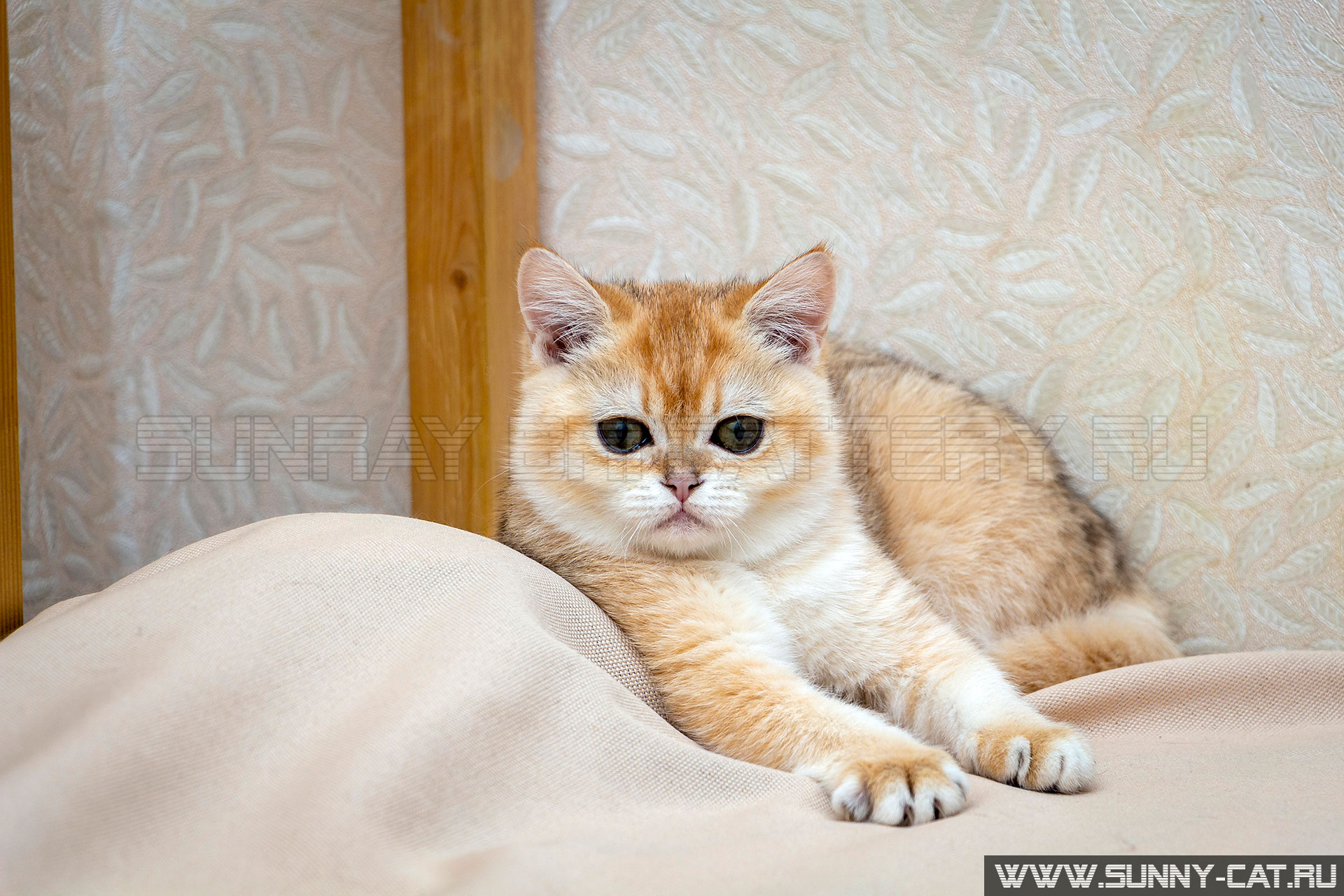 Каталог фото кошек The female cat Cristy Gentle SunRay - Album of photos #2813_en-1 - The black gol