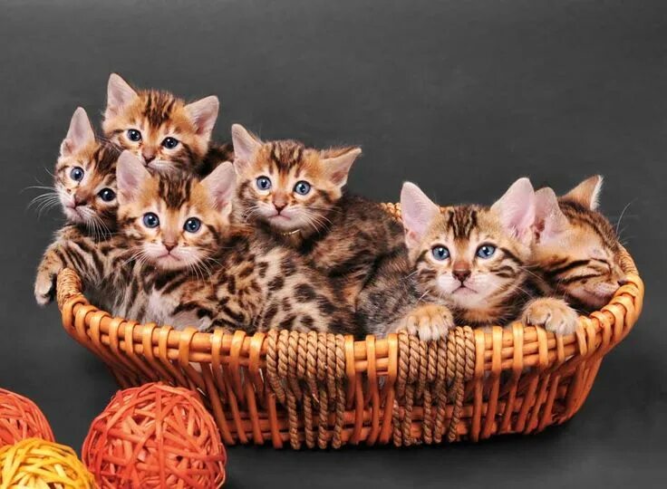 Каталог фото кошек How much does a Bengal cat cost? What could be the contributing factors? Bengal 