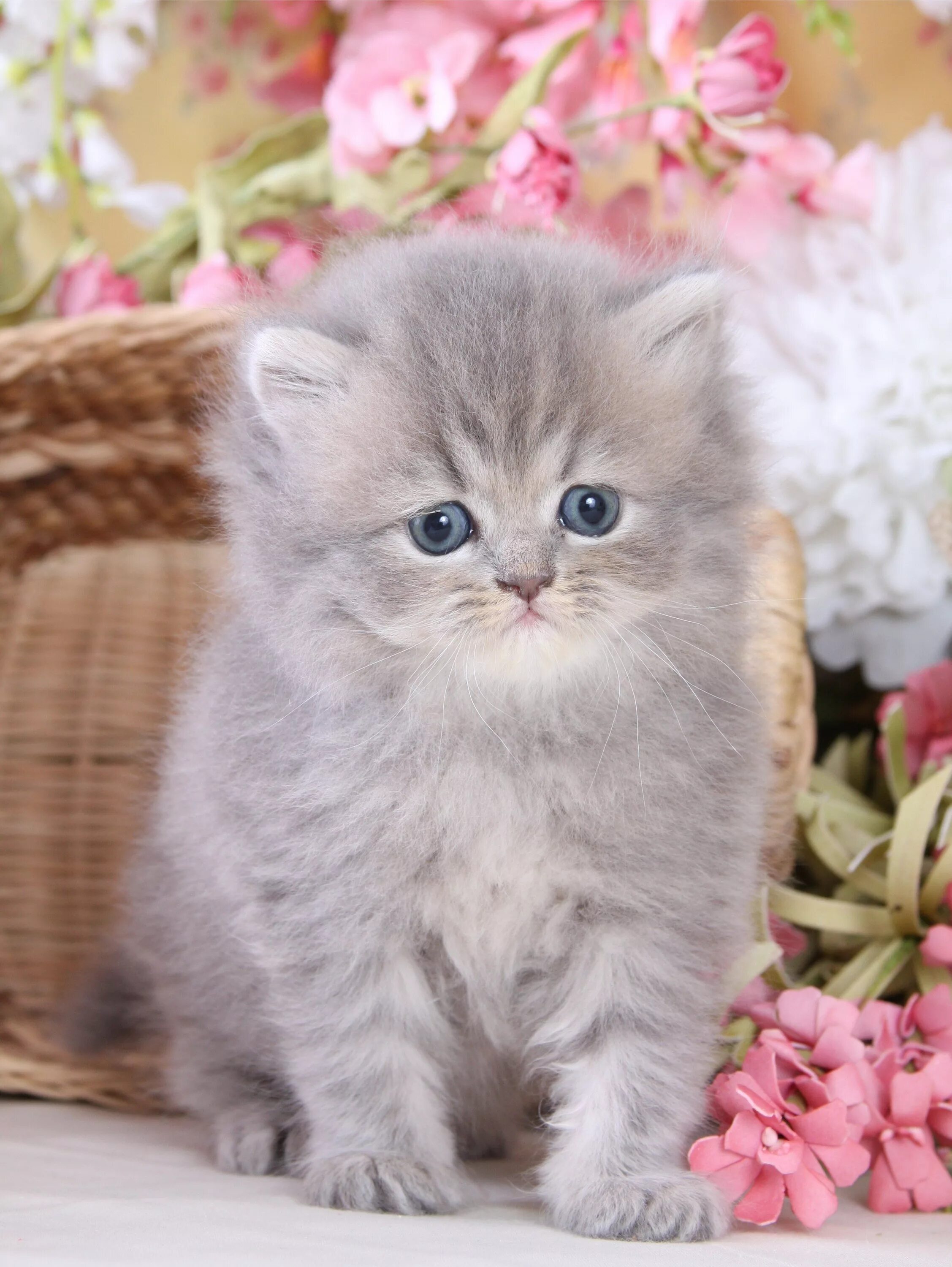 Каталог фото кошек teacup doll face persian kittens Car Tuning Teacup cats, Teacup persian cats, Pe