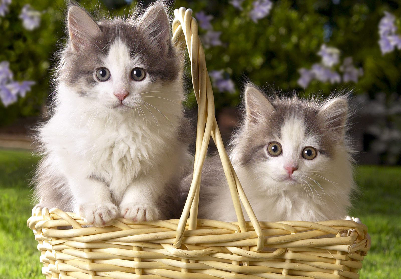 Каталог фото кошек Wallpaper : grass, kittens, whiskers, kitten, fauna, cat like mammal, snout, sma