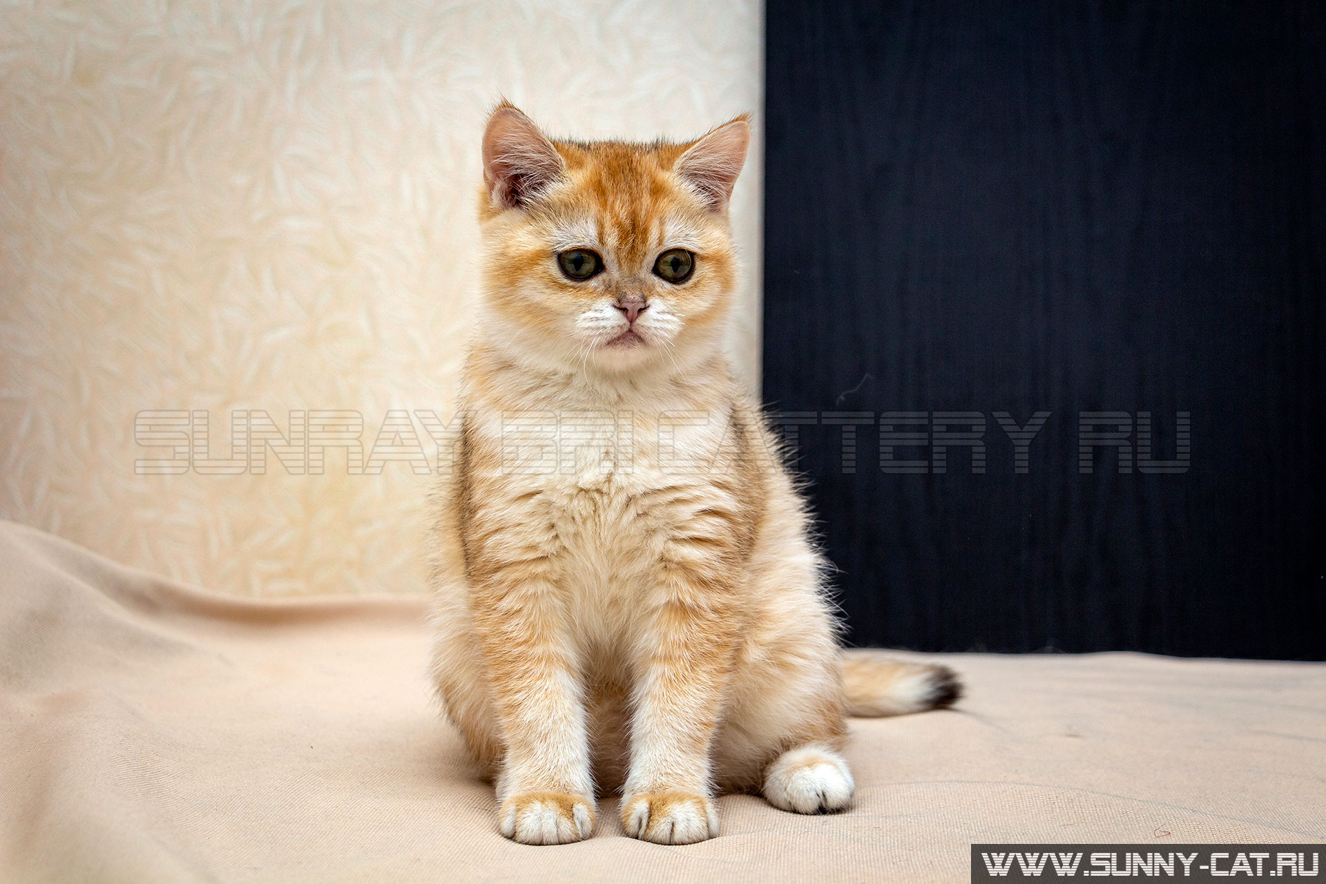 Каталог фото кошек The female cat Cristy Gentle SunRay - Album of photos #2813_en-1 - The black gol