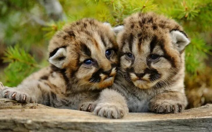 Каталог фото животных 15 Tiernos animalitos que le derretirán el corazón hasta a la persona más fría d