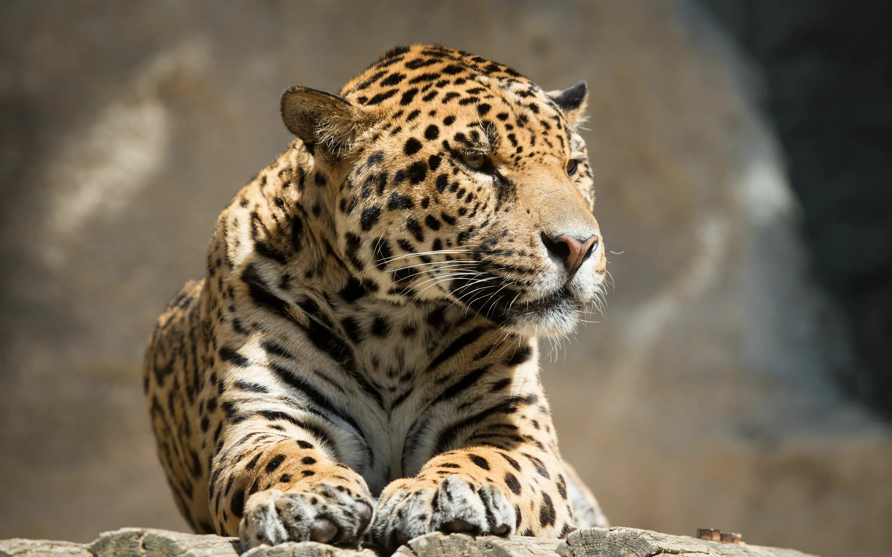 Каталог фото животных Download wallpaper 3840x2400 jaguar, animal, predator, lying, big cat 4k ultra h