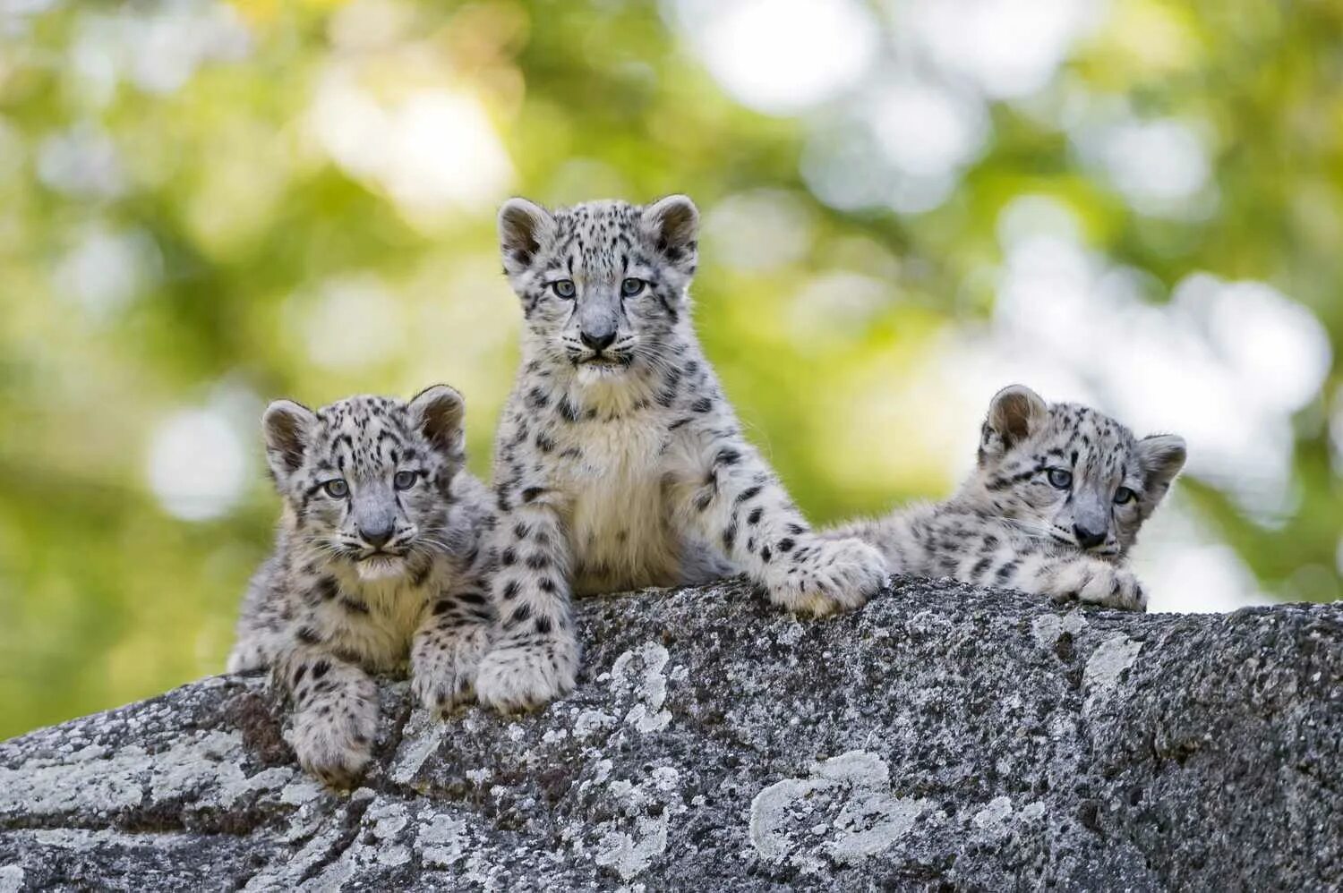 Каталог фото животных Snow Leopard Facts: Behavior, Diet, Habitat, and More