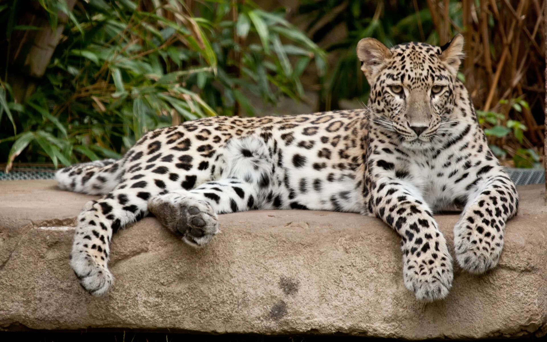 Каталог фото животных Библиотека МЭШ - Leopard