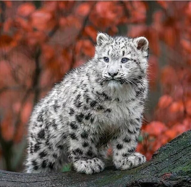 Каталог фото животных Snow leopard is so fluffy I'm gonna die! Snow leopard, Snow leopard cub, Leopard