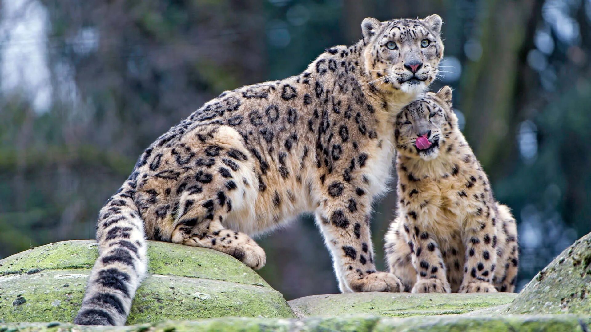 Каталог фото животных Download A beautiful Snow Leopard perched atop a rocky outcrop. Wallpaper Wallpa