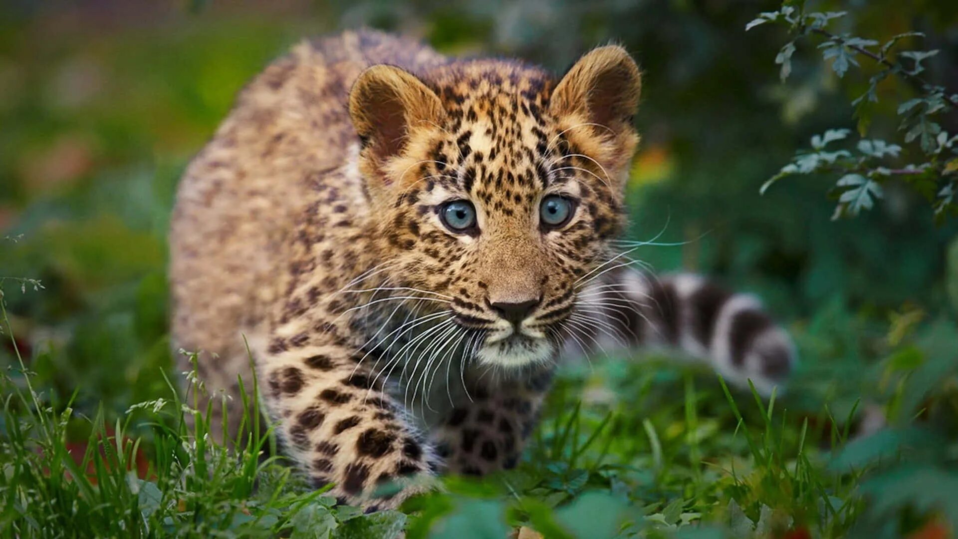 Каталог фото животных Download A Leopard Cub Walking Through The Grass Wallpaper Wallpapers.com