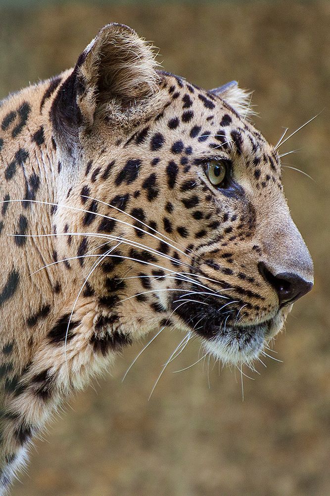 Каталог фото животных Playmate'' in sight Big cats, Beautiful cats, Animals wild