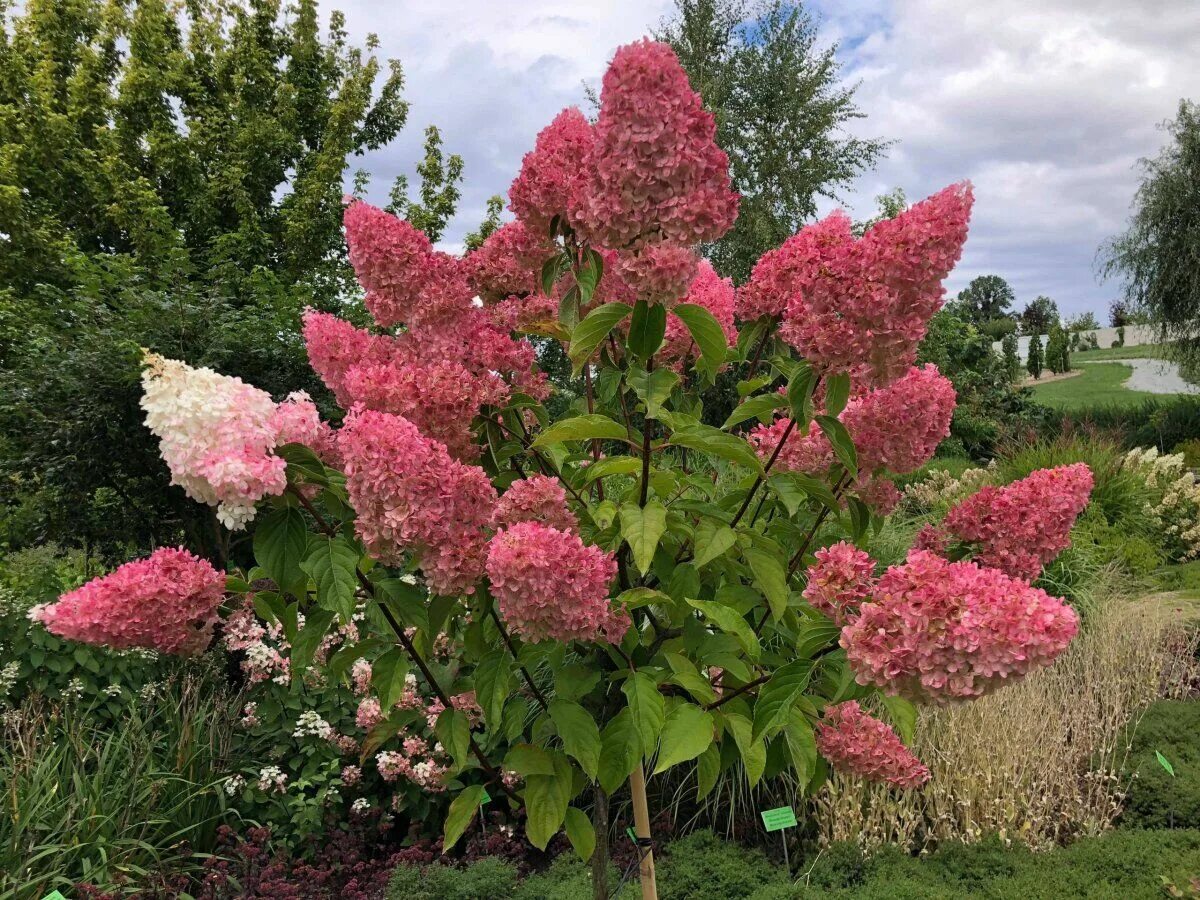 Каталог гортензии метельчатой фото Гортензия метельчатая Санди Фрейз (Hydrangea paniculata Sundea Fraise) 10л штамб