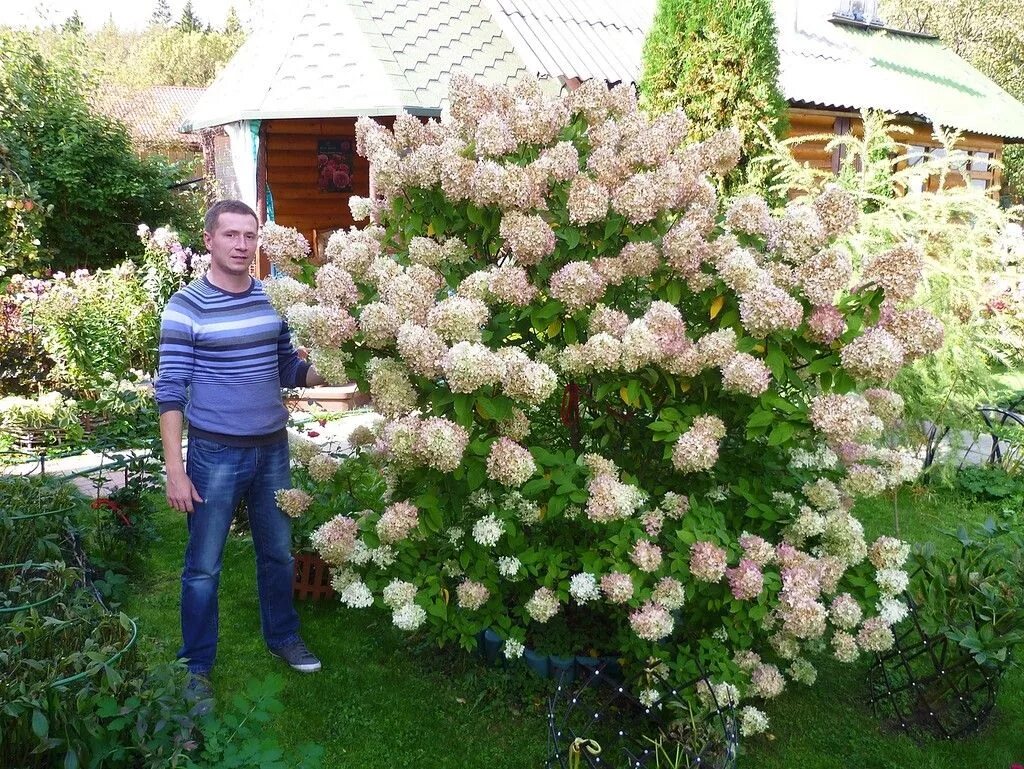 Каталог гортензии метельчатой фото Гортензия, сорт "Grandiflora" (Грандифлора) Цветущие кустарники, Затененный сад,