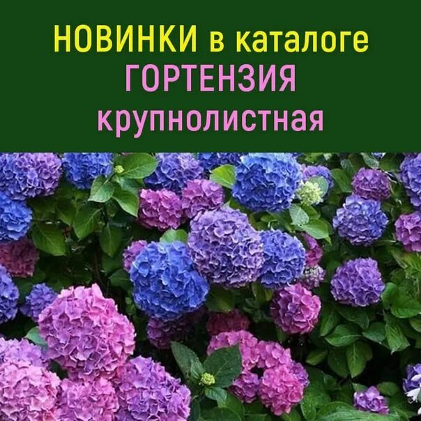 Каталог гортензий с фото НОВИНКИ в каталоге - ГОРТЕНЗИЯ КРУПНОЛИСТНАЯ ❗ https://xn----7sbbobg3c8a6fva.xn-