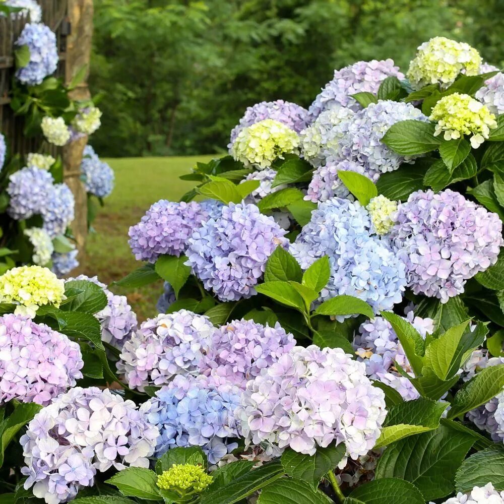 Каталог гортензий с фото SOUTHERN LIVING 2 Gal. Dear Dolores Hydrangea(Macrophylla) Live Deciduous Shrub,