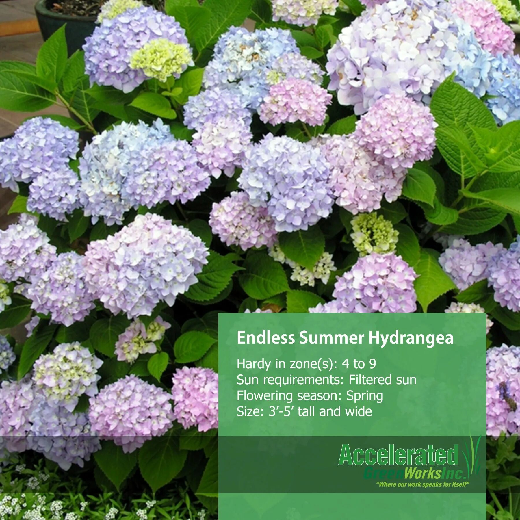 Каталог гортензий с фото Endless Summer Hydrangea Home landscaping, Endless summer hydrangea, Hydrangea