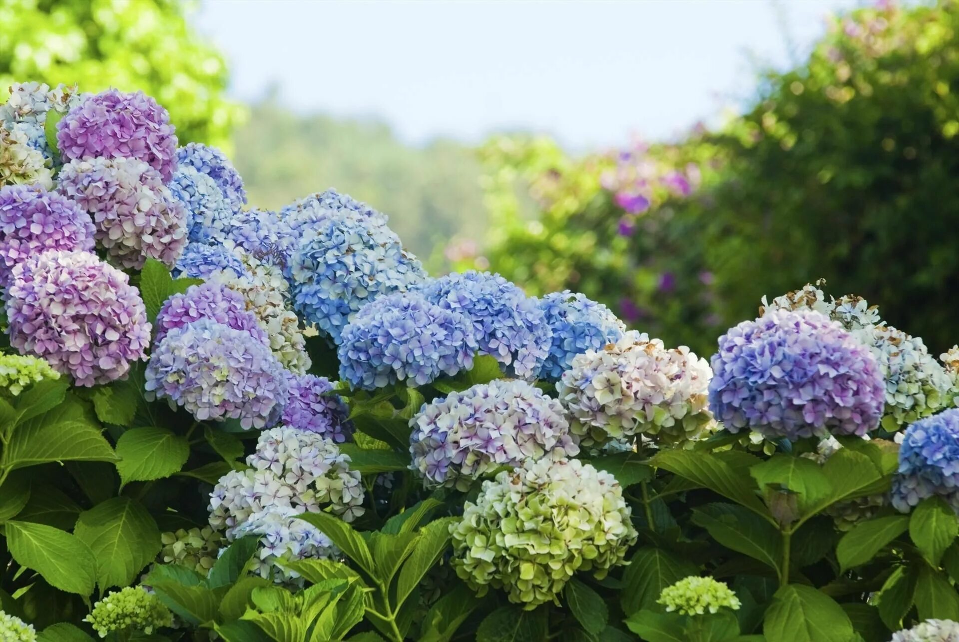 Каталог гортензий с фото Growing hydrangeas, Planting hydrangeas, Hydrangea not blooming