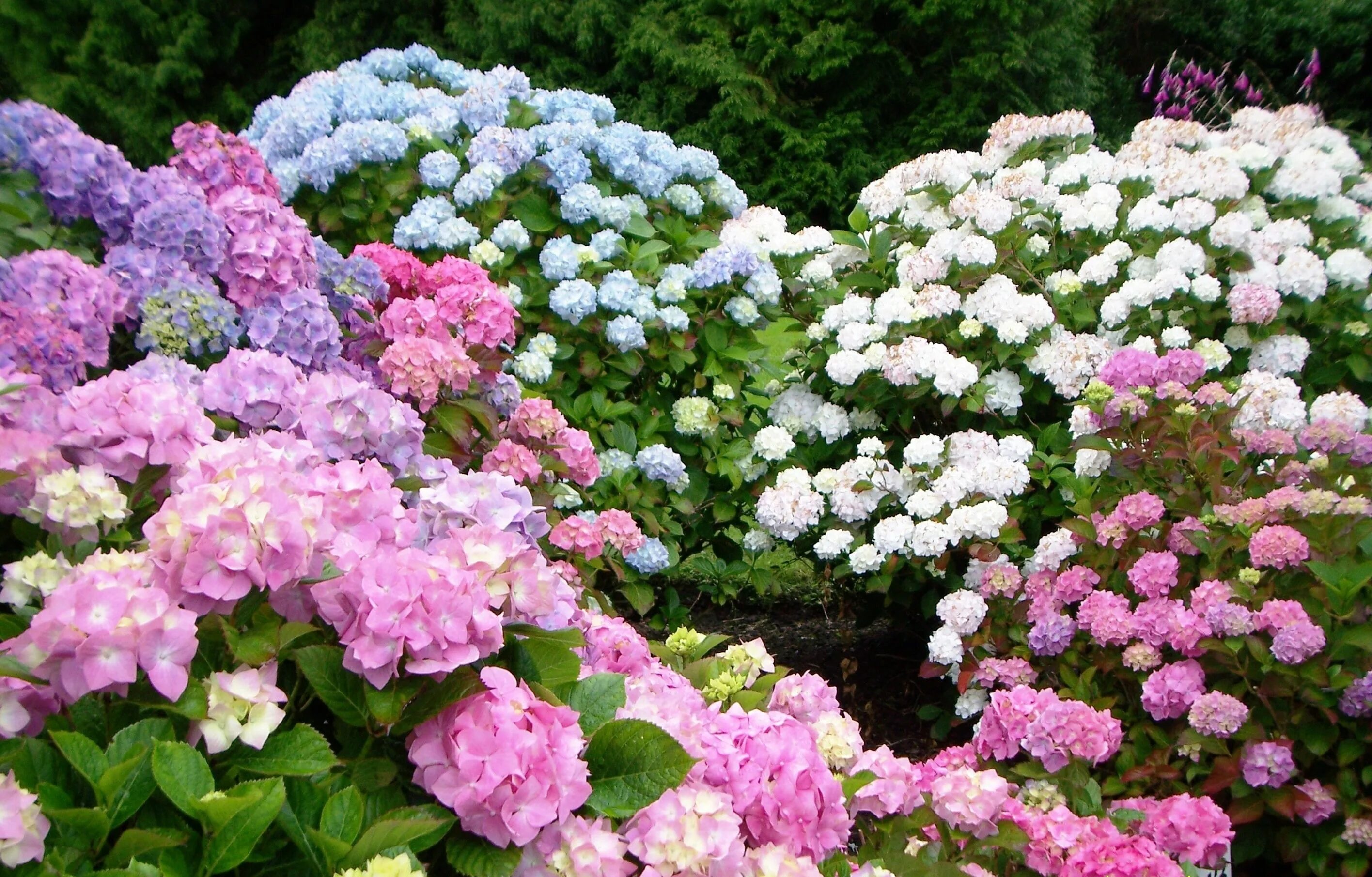 Каталог гортензий с фото 6 genius tricks all hydrangea lovers need to know Flowers perennials, Easy peren