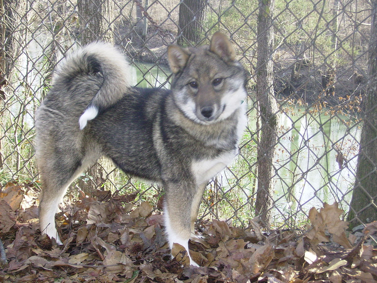 Каталог и фото западно сибирских лаек File:West Siberian Laika pup named "Lookin' Up Katerina".jpg - Wikipedia