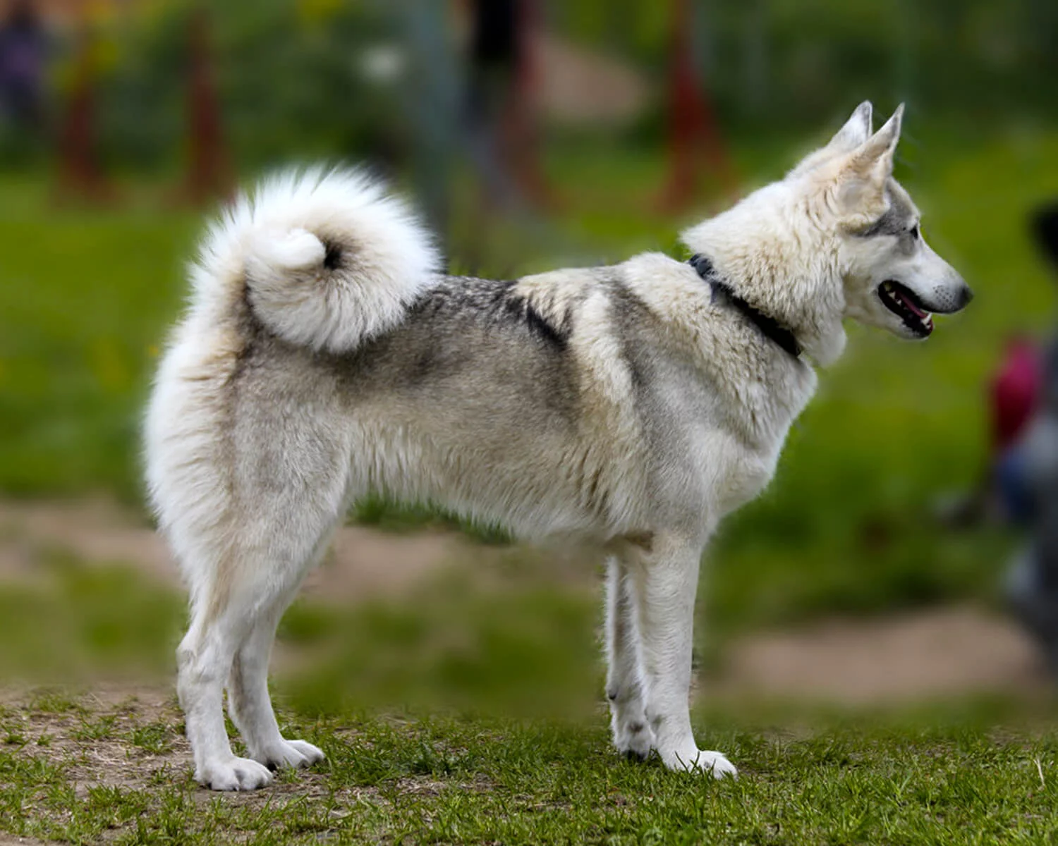 Каталог и фото западно сибирских лаек Собаки породы Западносибирская лайка - ICA.DOG