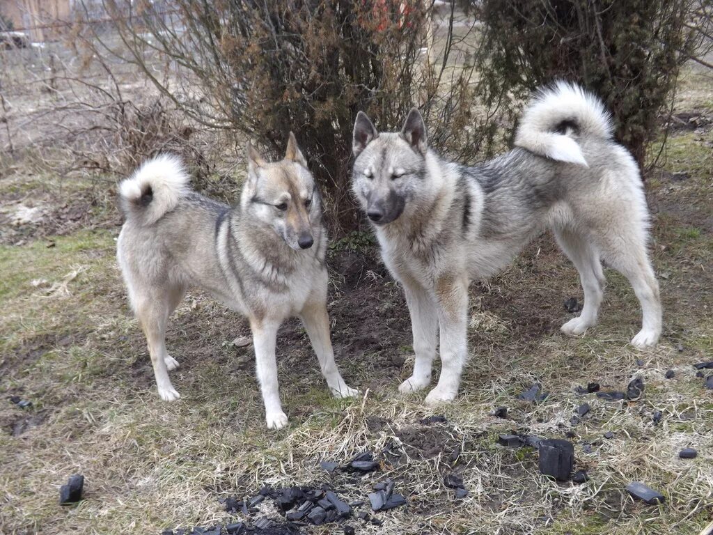 Каталог и фото западно сибирских лаек Сколько живет западно сибирская лайка