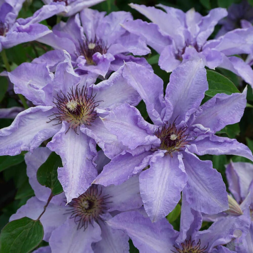 Каталог клематисов фото Клематис Миосотис (Clematis Myosotis) купить в Москве по низкой цене из питомник