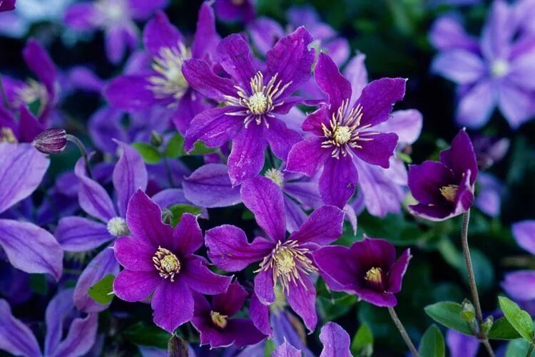 Каталог клематисов фото What Plant Owners Need to Know About Clematis Wilt Clematis wilt, Perennial flow