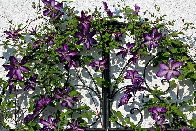 Каталог клематисов фото Clematis viticella Clematis, Garden paths, Love flowers