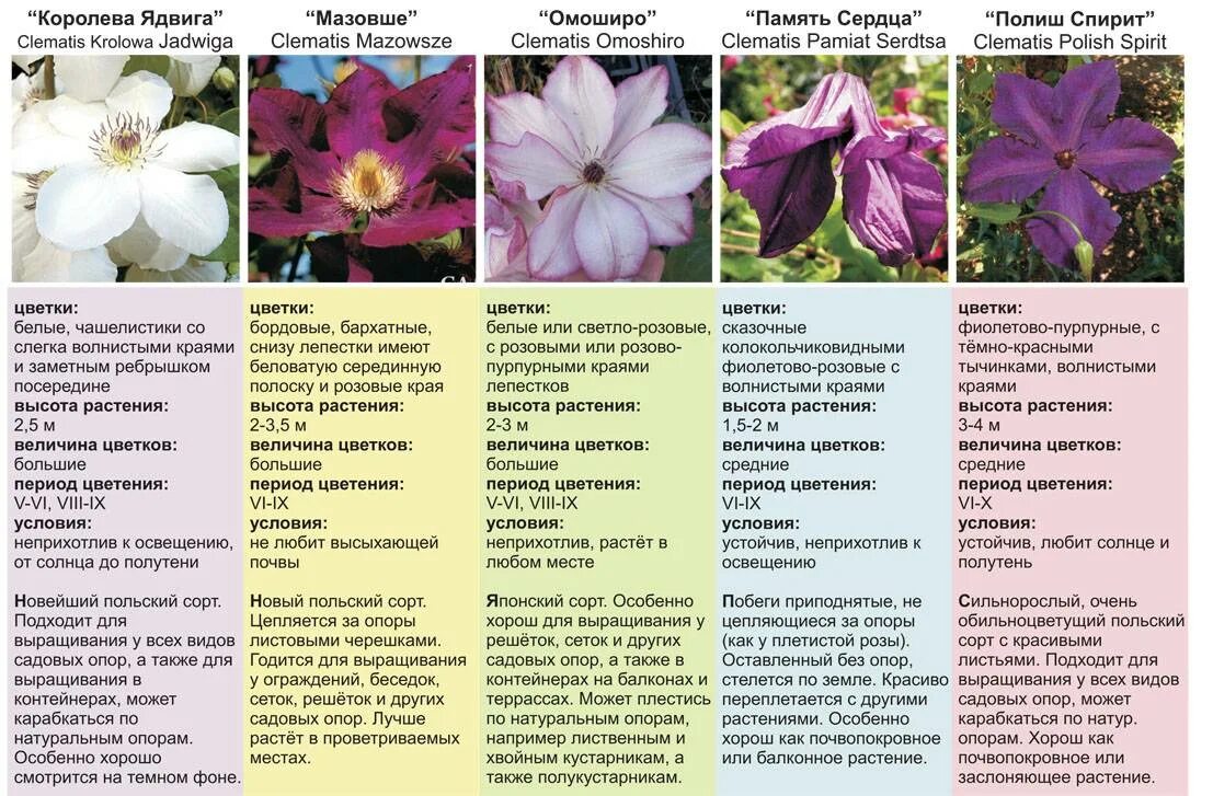 Каталог клематисов сорта с фото и описанием Описание немецкой почвопокровной розы обильноцветущего сорта Лариса, уход