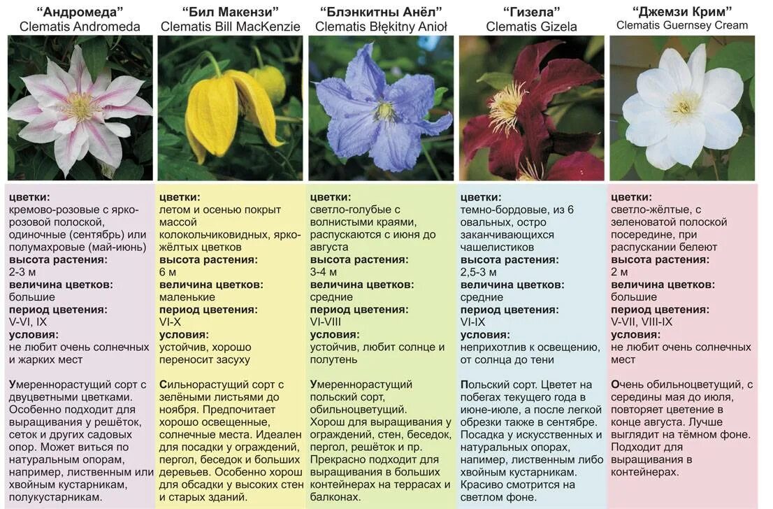Каталог клематисов сорта с фото и описанием Клематисы сорта с фото и описанием для новичков Фитостудия-63.ру