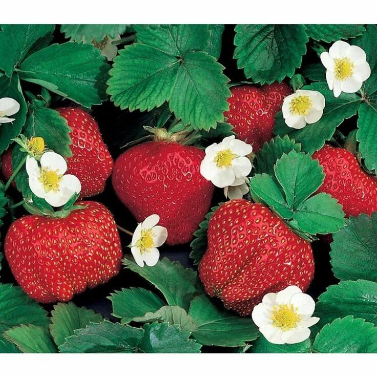 Каталог клубники фото Gurney's Ozark Beauty Strawberry Plants (10-Pack) 03327 - The Home Depot in 2024