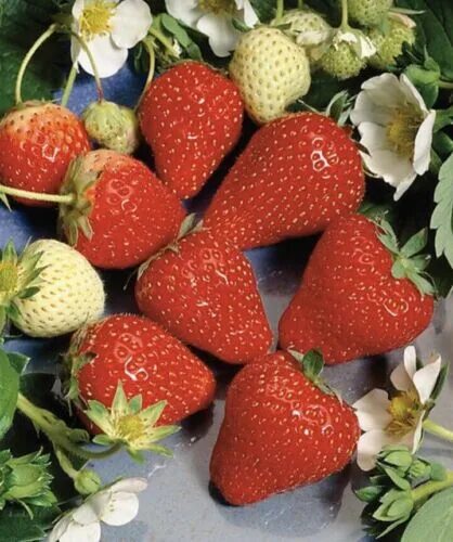 Каталог клубники фото 100 CLERY Organic STRAWBERRY seeds from my garden In France eBay