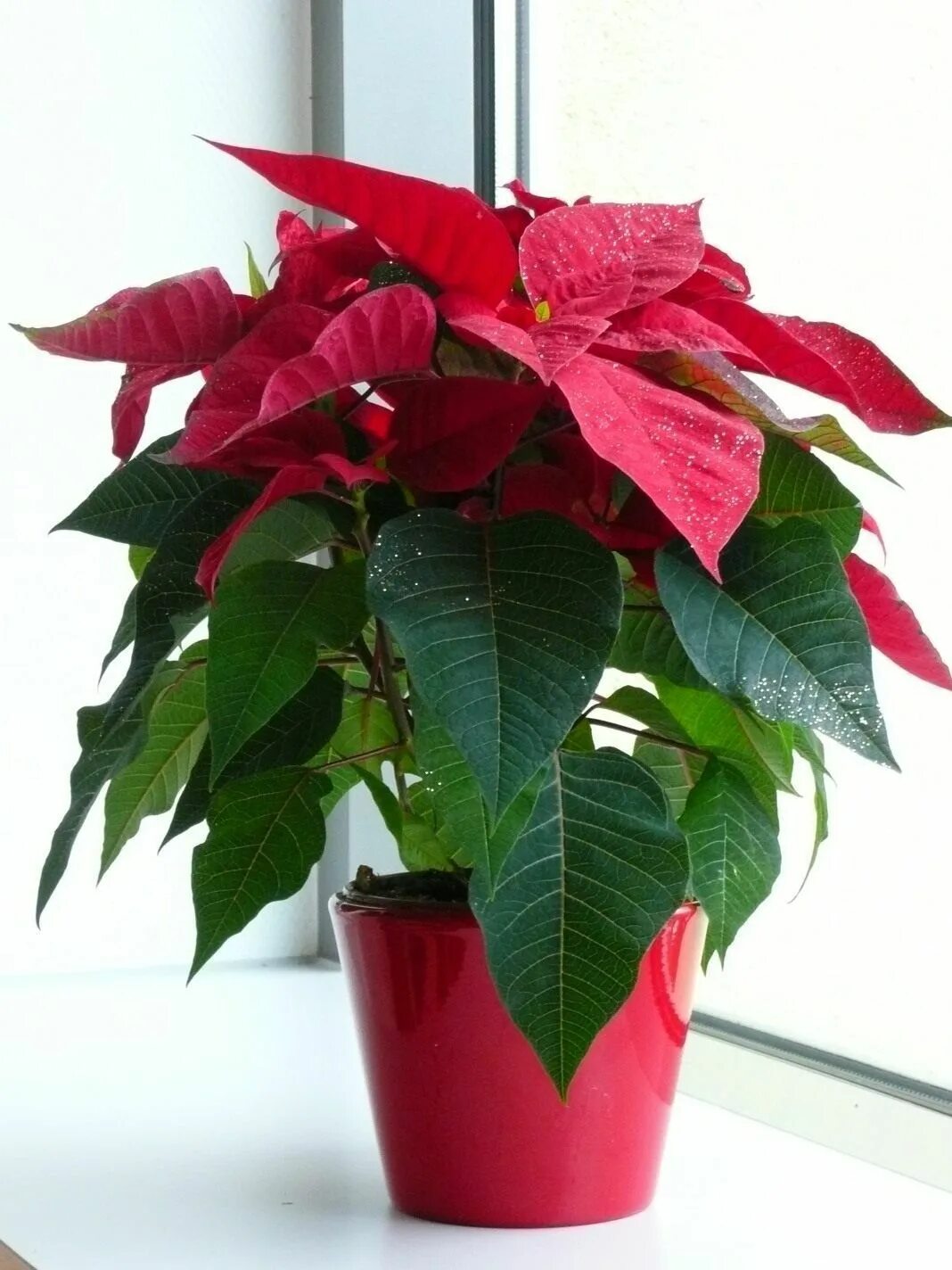 Каталог комнатных растений с фото 7 лучших зимнецветущих комнатных растений Poinsettia, Vasos de flores, Cultivo d